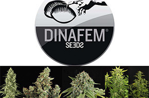 Dinafem Seeds семена конопля