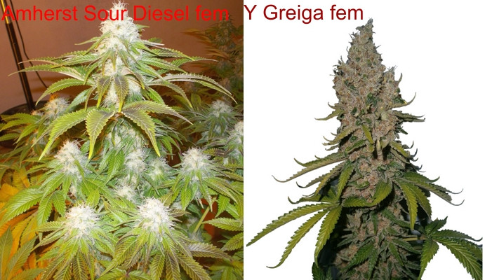 y greiga fem, amherst sour diesel fem