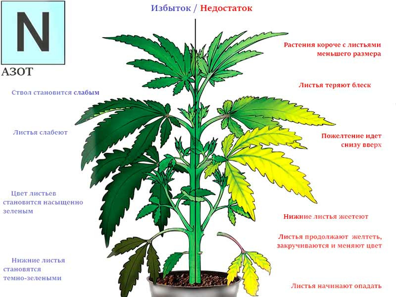 Влияние азота на коноплю