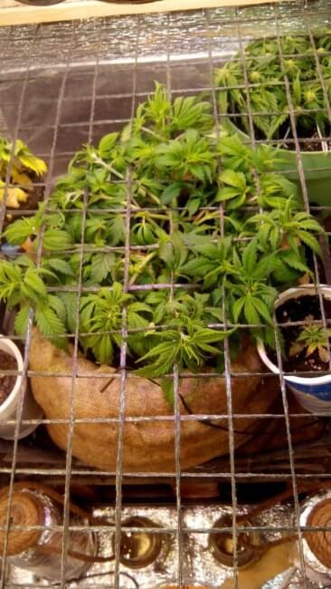 ScrOG метод выращивания