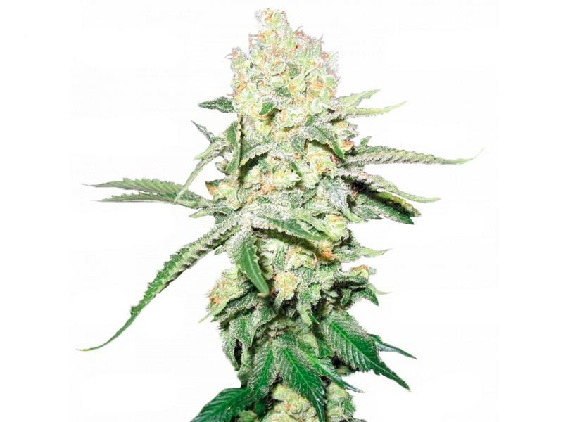 No name от Medical Seeds