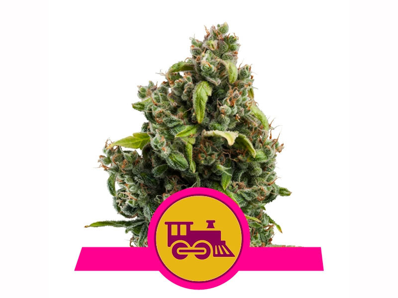 Candy Kush Express fem (Fast Flowering) (Royal Queen Seeds)