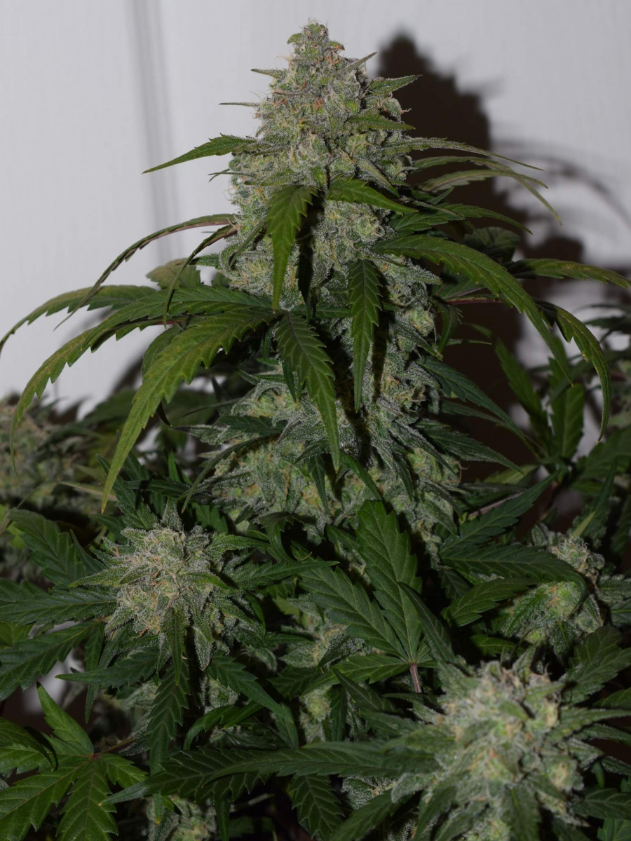 Tangie matic auto fem