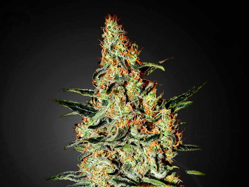 Сорт Neville’s Haze от Green House Seeds