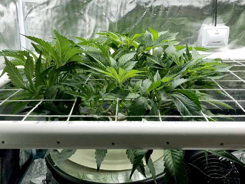 ScrOG, низкий скрог