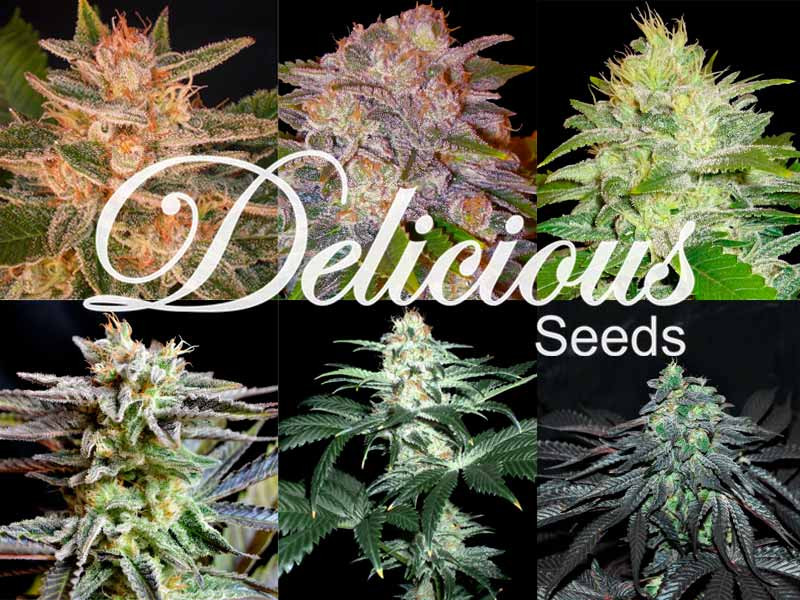 Коллекция сортов конопли от Delicious Seeds