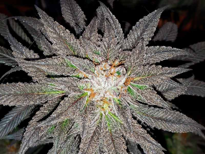 Сорт Amherst Sour Diesel fem